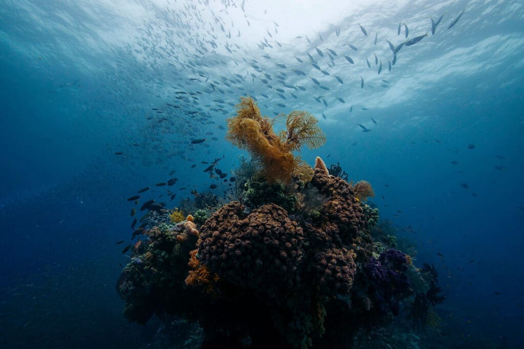Divers explore a thriving coral reef ecosystem in the crystal-clear waters of Indonesia. Discover the magic of Raja Ampat Indonesia's underwater world on a luxury yacht charter.