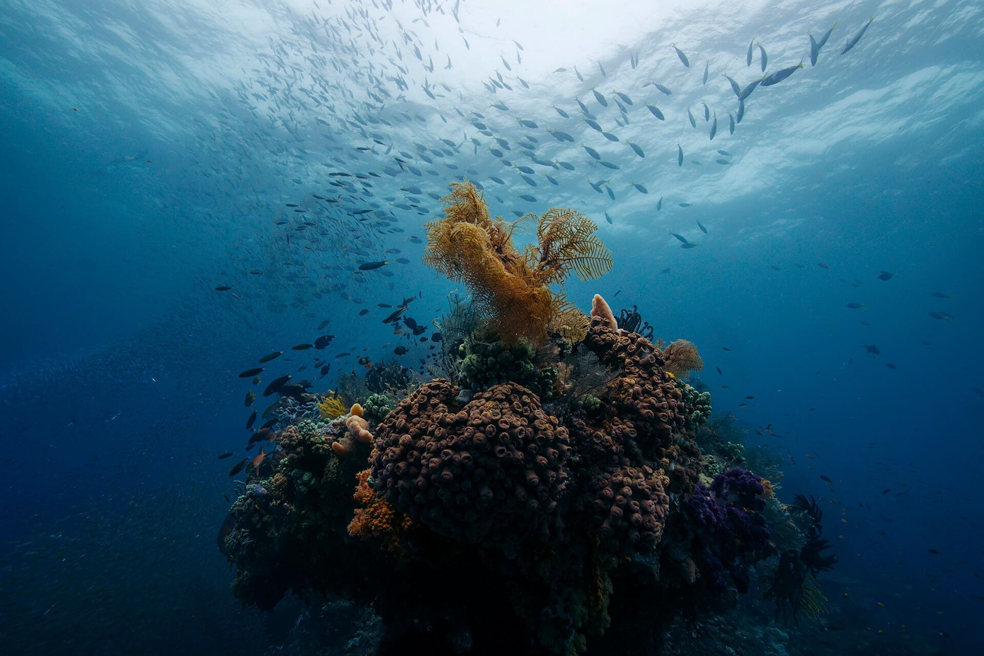 Divers explore a thriving coral reef ecosystem in the crystal-clear waters of Indonesia. Discover the magic of Raja Ampat Indonesia's underwater world on a luxury yacht charter.