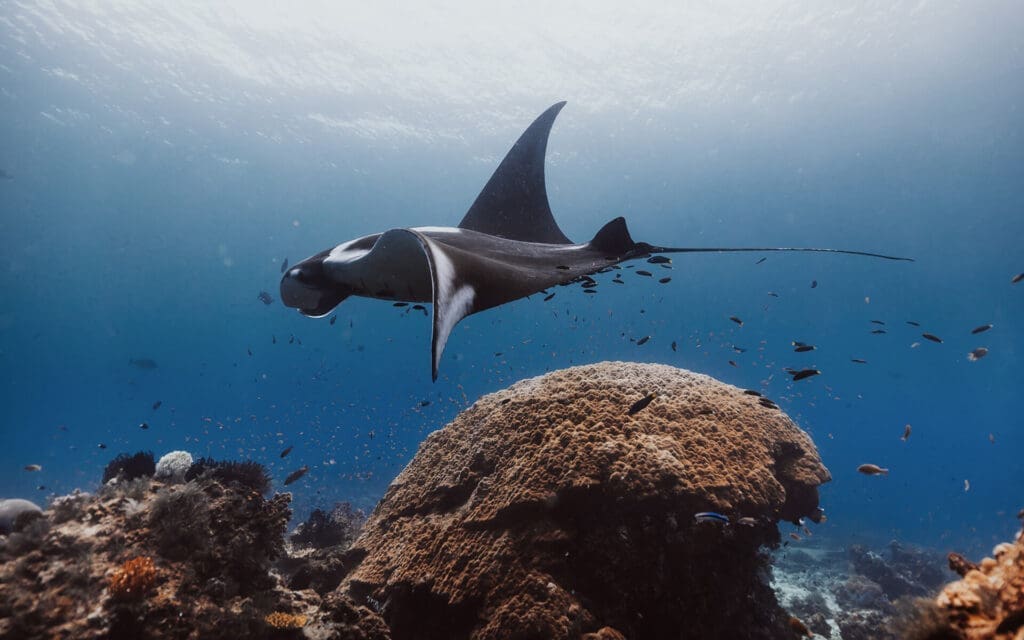 A huge oceanic manta ray glides above the coral reefs in the deep blue waters of Raja Ampat Indonesia