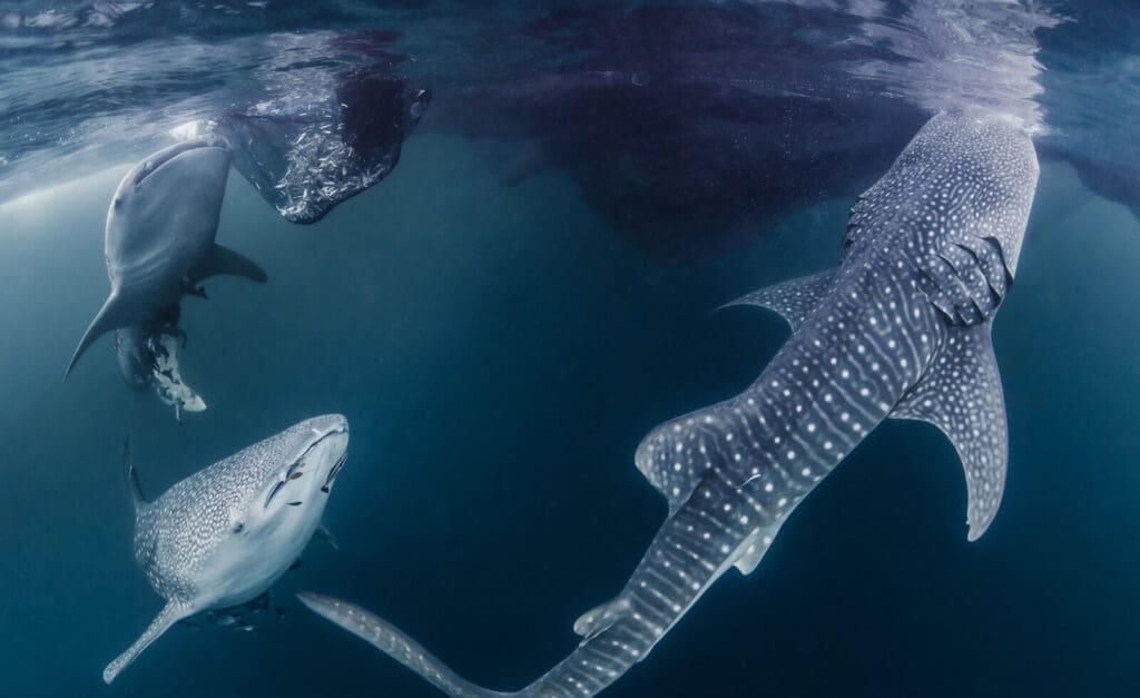 3 whale sharks swim to the surface beneath a traditional Bagan in Triton Bay Indonesia.