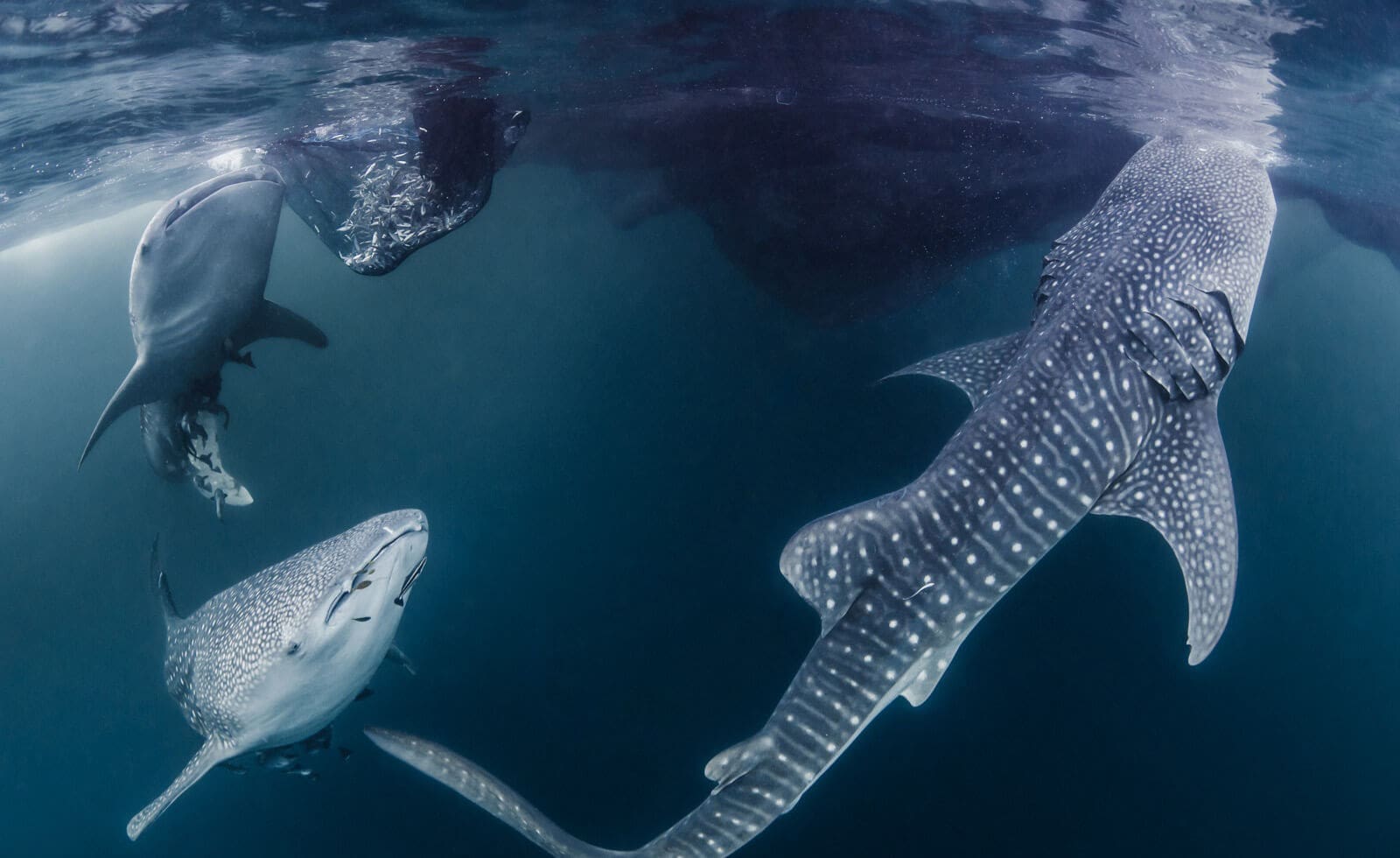 3 whale sharks swim to the surface beneath a traditional Bagan in Triton Bay Indonesia.