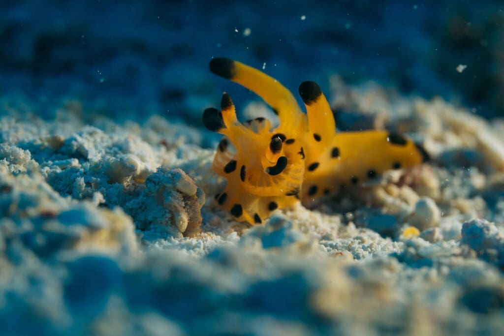 Close-up of a vibrant yellow nudibranch with black spots, captured in Triton Bay, Indonesia—a diver's paradise known for its incredible macro marine life.