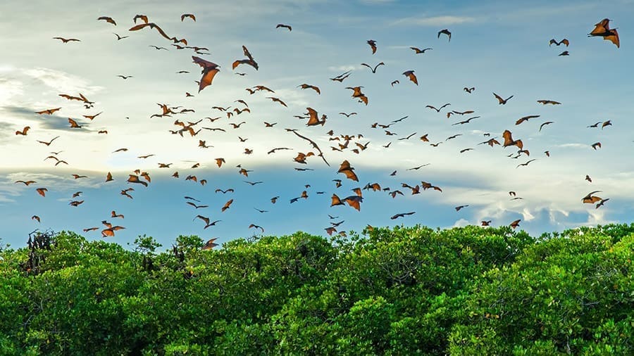Thousands of Flying Foxes fly through the sky as the sunsets in Komodo.