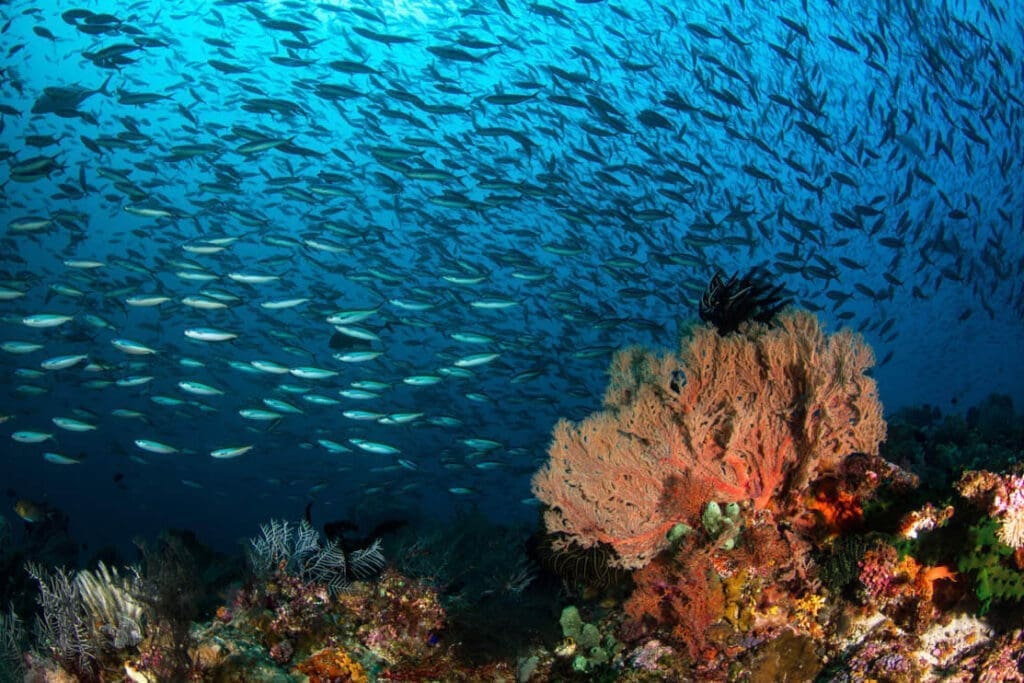 A school of fish swarms around a vibrant sea fan coral in Komodo National Park.