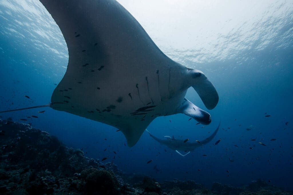 A manta ray swims gracefully over a reef in Komodo’s biodiverse waters.