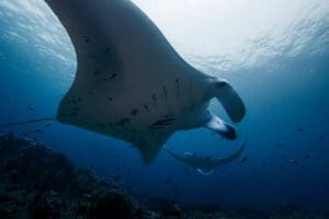 A manta ray swims gracefully over a reef in Komodo’s biodiverse waters.