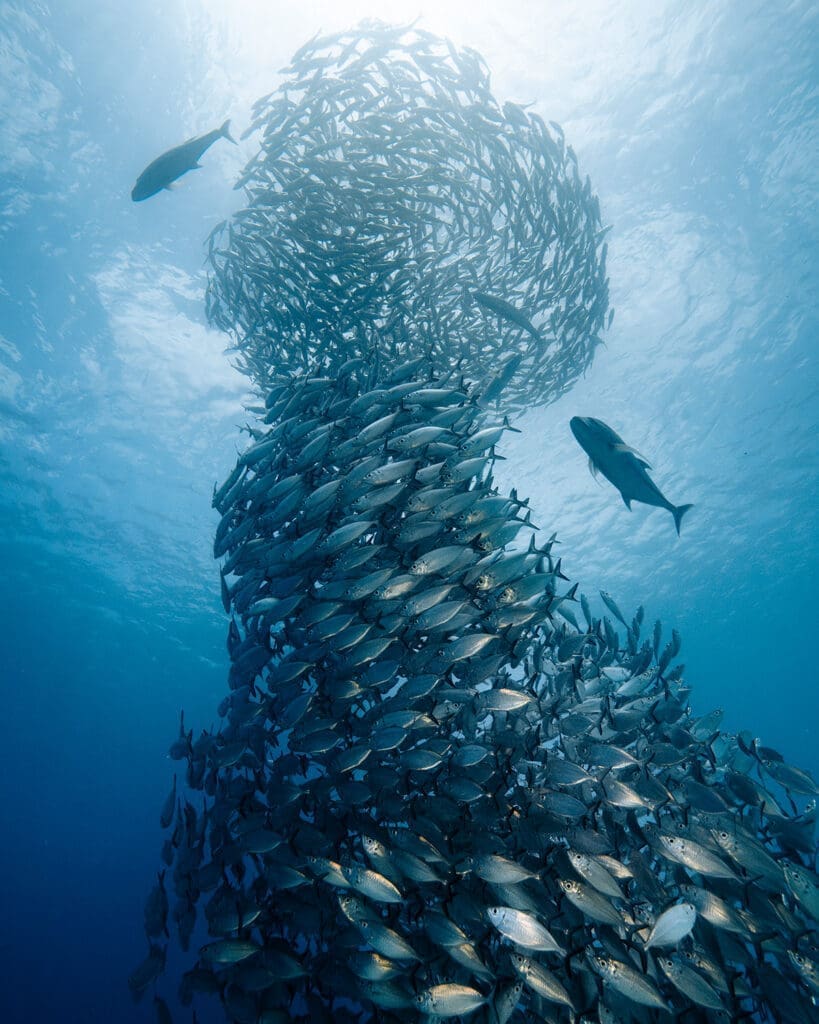 Massive school of fish forming a swirling bait ball in the crystal-clear waters of Wayag, Raja Ampat, Indonesia—one of the world's most biodiverse marine ecosystems, ideal for diving and snorkeling adventures.