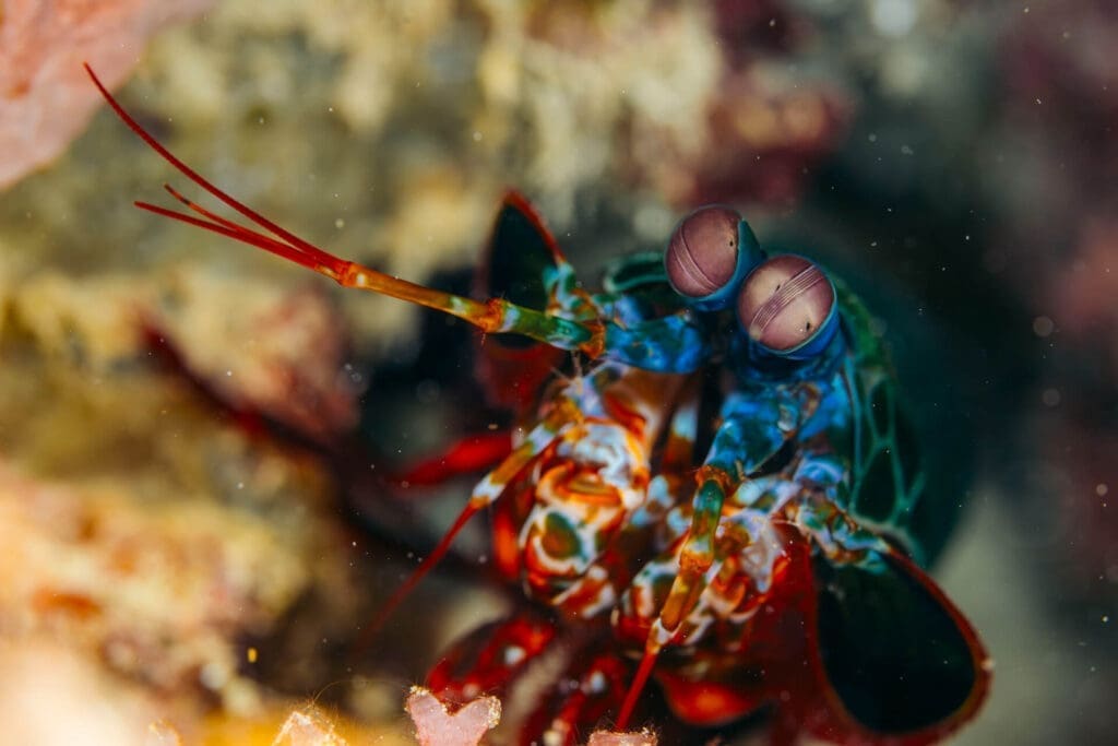 Close-up of a vibrant mantis shrimp in Komodo, Indonesia, showcasing its striking colors and powerful claws.