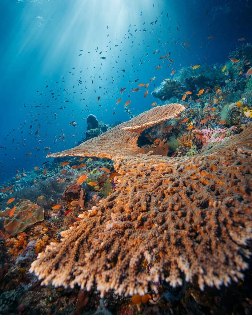 A thriving coral reef in Komodo National Park teeming with colorful fish under sunlit waters.