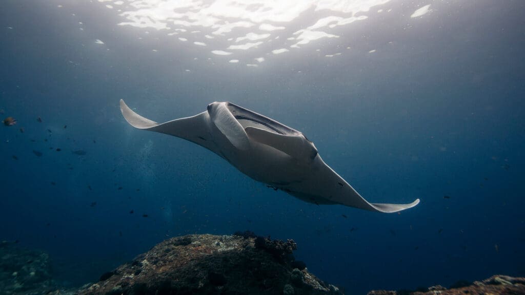 Large reef manta ray swimming near the surface in Komodo National Park, a popular dive site in Indonesia.