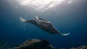 Large reef manta ray swimming near the surface in Komodo National Park, a popular dive site in Indonesia.