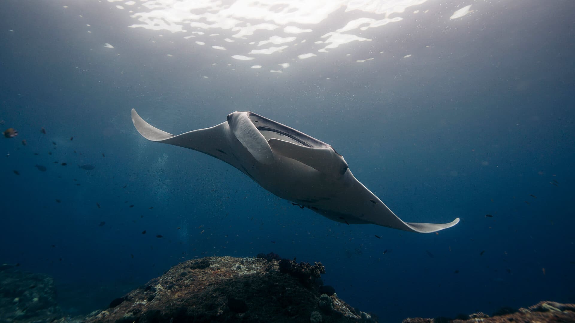 Large reef manta ray swimming near the surface in Komodo National Park, a popular dive site in Indonesia.