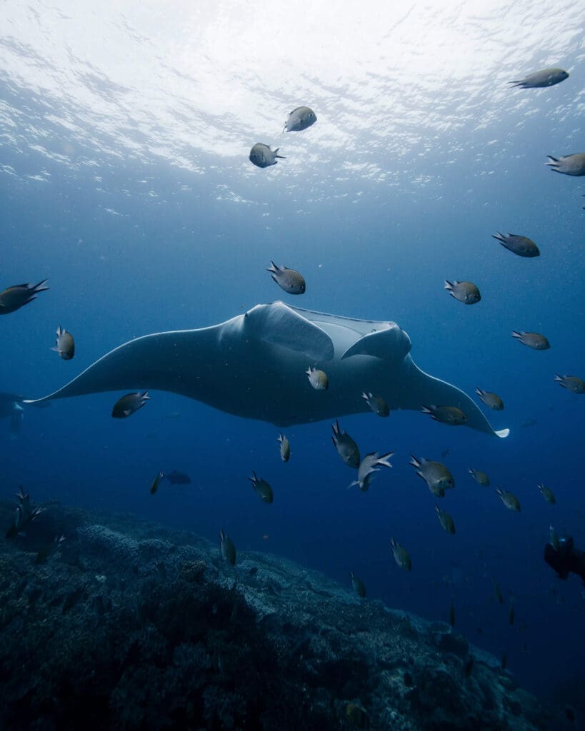 Reef Manta Ray gliding through Crystal clear water in Komodo National Park