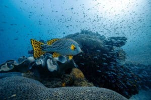 a yellow finned fish swimming through a school of smaller fish above a coral reef.