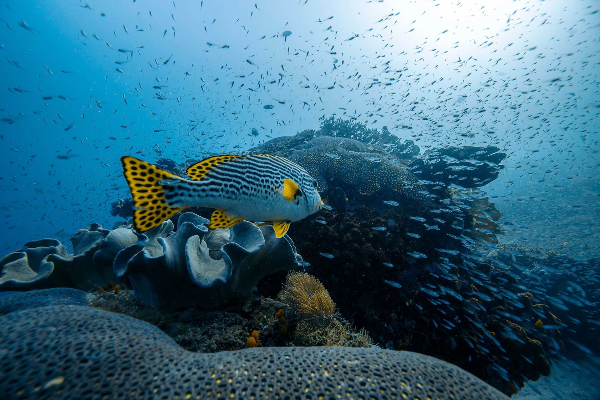 a yellow finned fish swimming through a school of smaller fish above a coral reef.