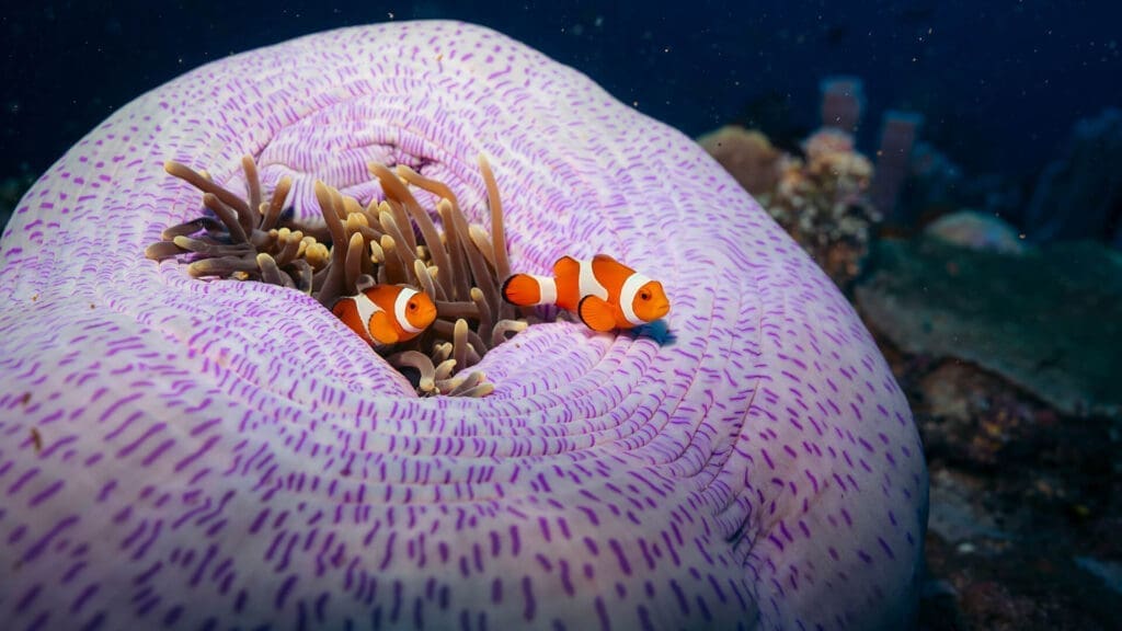 2 clown fish in a purple sea anemone.