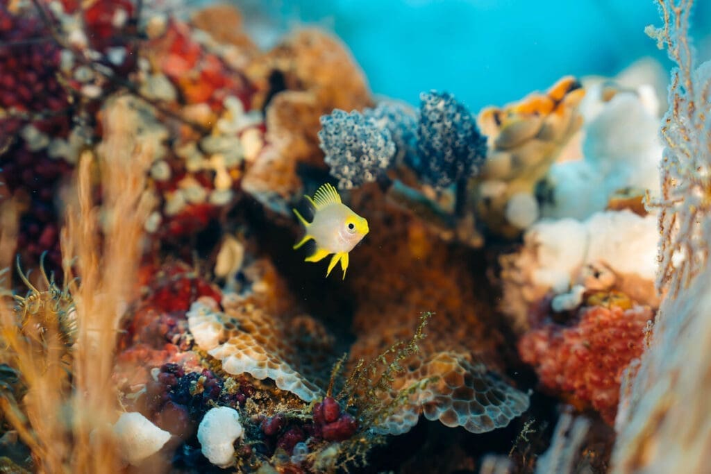 A micro photo of tiny yellow fish swimming through a beautiful jungle of blue orange and red coral.
